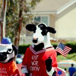 two cow mascots
