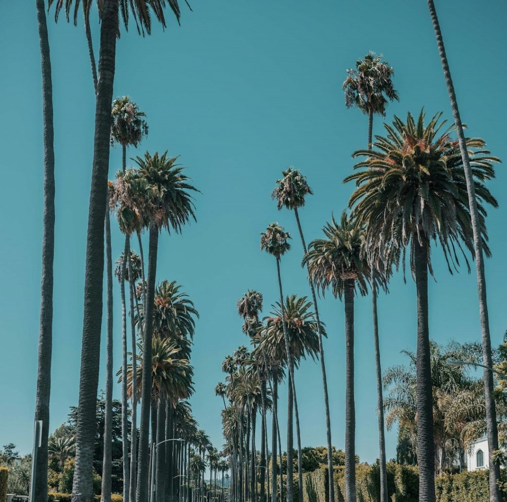 Palms